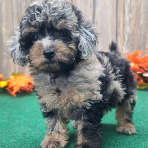 Poodle Puppy Biscuit