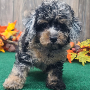 Poodle Puppy Biscuit