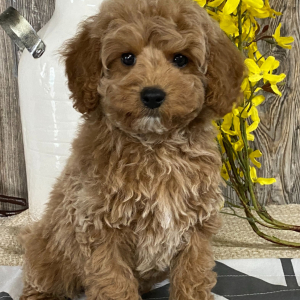 Cavapoo Puppy Bobby