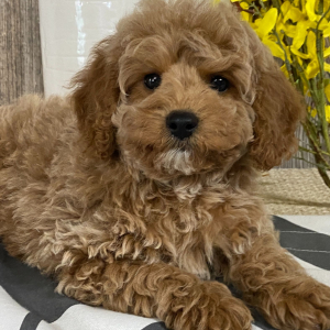 Cavapoo Puppy Bobby