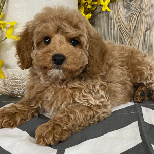 Cavapoo Puppy Bobby