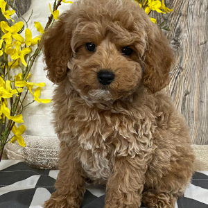 Cavapoo Puppy Bobby