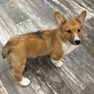 Pembroke Welsh Corgi Puppy Benny