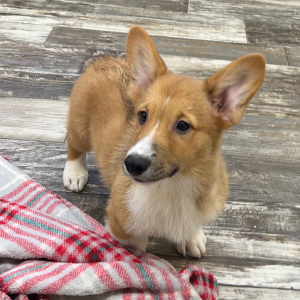 Pembroke Welsh Corgi Puppy Benny
