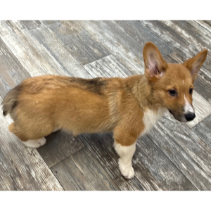 Pembroke Welsh Corgi Puppy Benny