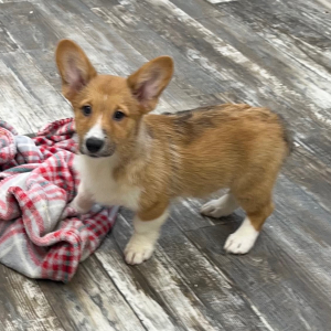 Pembroke Welsh Corgi Puppy Benny