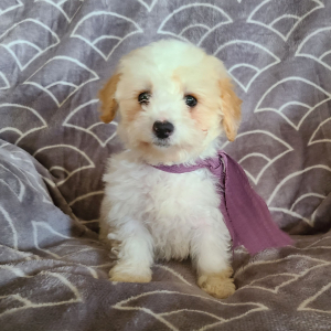 Poodle Puppy Krista