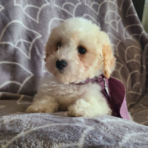 Poodle Puppy Krista