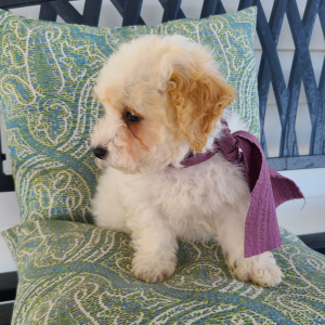Poodle Puppy Krista