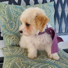 Poodle Puppy Krista