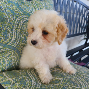 Poodle Puppy Krista