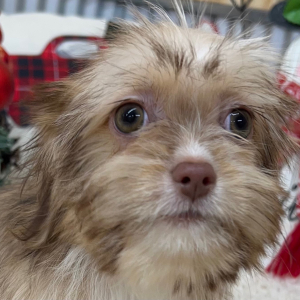Shihpoo Puppy Holly
