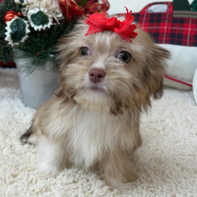 Shihpoo Puppy Holly