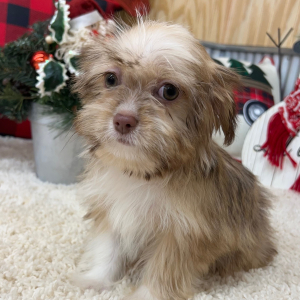 Shihpoo Puppy Holly
