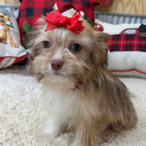 Shihpoo Puppy Holly