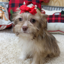 Shihpoo Puppy Holly