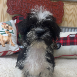 Shihpoo Puppy Grant