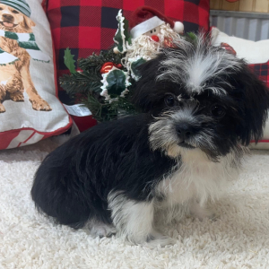 Shihpoo Puppy Grant