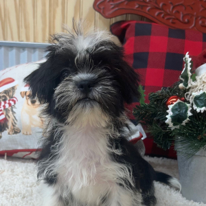 Shihpoo Puppy Grant