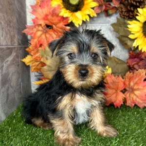 Yorkshire Terrier Puppy Nick