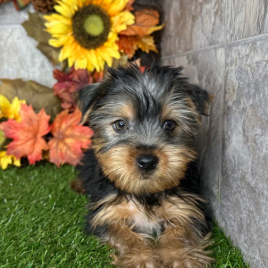Yorkshire Terrier Puppy Nick