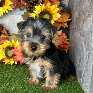 Yorkshire Terrier Puppy Nick