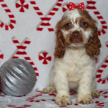 Cocker Spaniel Puppy Grace