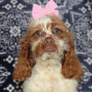 Cocker Spaniel Puppy Grace