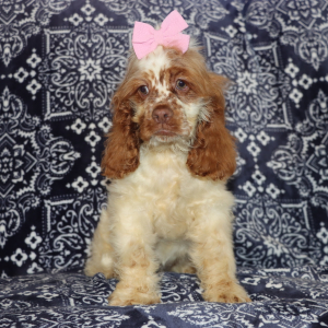 Cocker Spaniel Puppy Grace