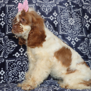 Cocker Spaniel Puppy Grace