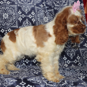 Cocker Spaniel Puppy Grace