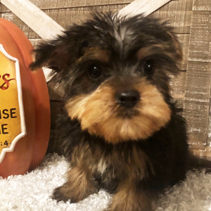 Yorkshire Terrier Puppy Foster