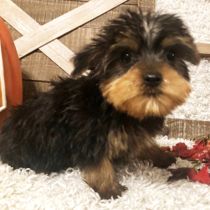 Yorkshire Terrier Puppy Foster