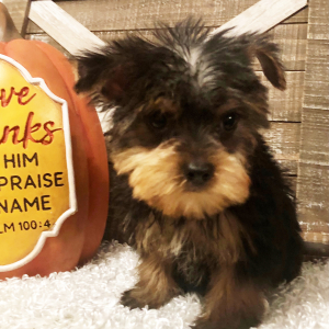 Yorkshire Terrier Puppy Foster
