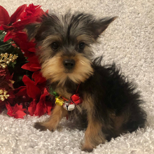 Yorkshire Terrier Puppy Foster