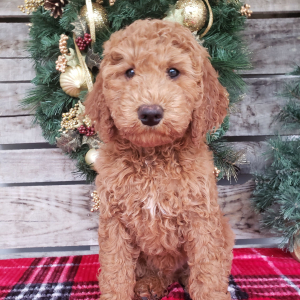Goldendoodle Puppy Bo