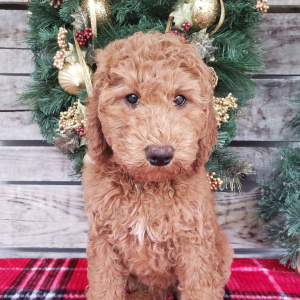Goldendoodle Puppy Bo