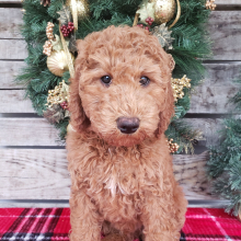Goldendoodle Puppy Bo