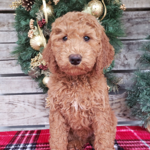 Goldendoodle Puppy Bo