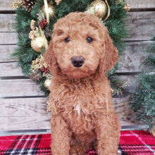 Goldendoodle Puppy Bo