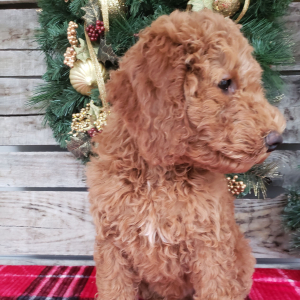 Goldendoodle Puppy Bo