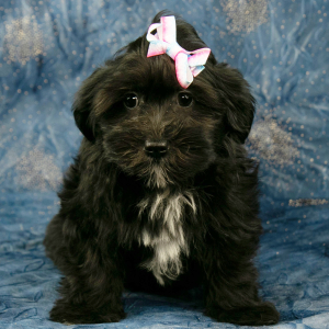 Havanese Puppy Ariel