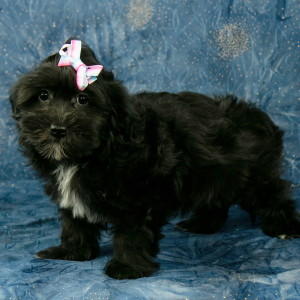 Havanese Puppy Ariel