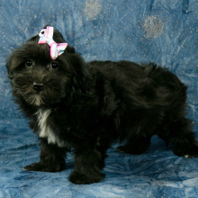 Havanese Puppy Ariel