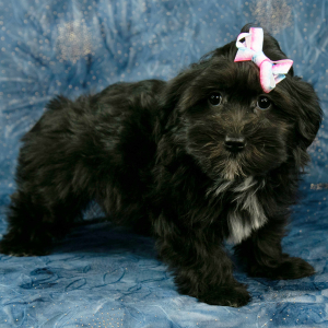 Havanese Puppy Ariel
