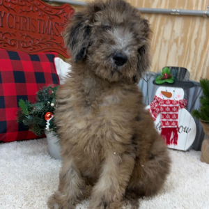 Poodle Puppy Faith