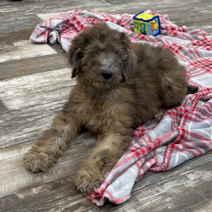 Poodle Puppy Faith
