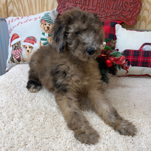 Poodle Puppy Faith