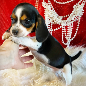 Beagle Puppy Demi