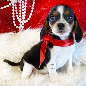 Beagle Puppy Demi